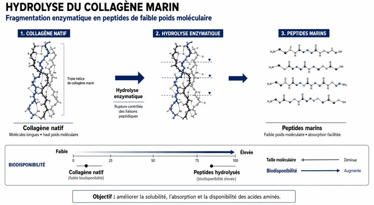 Schéma scientifique du collagène marin Vecteur Santé montrant l'hydrolyse et la biodisponibilité des peptides.